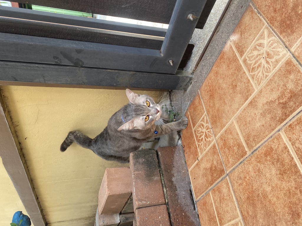 ตามหาเจ้าของแมว ตาสีเหลืองเข้ม