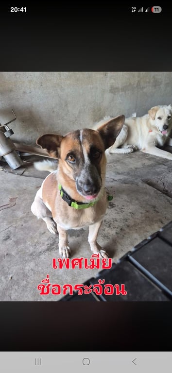 กระจ้อน