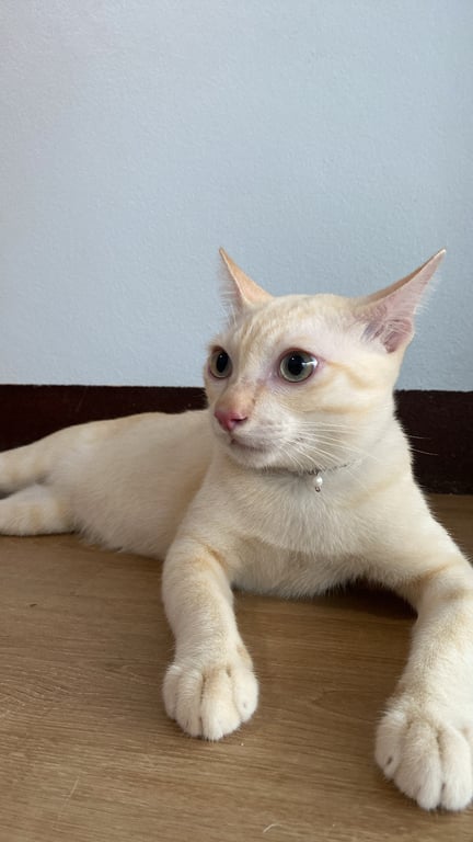 ฮาวาย