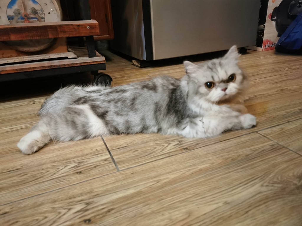 ตามหาเจ้าของแมว 