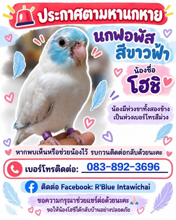 โฮชิ
