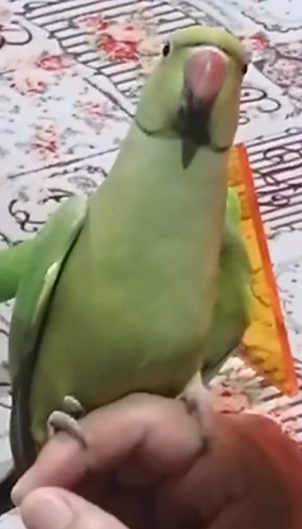 เบล