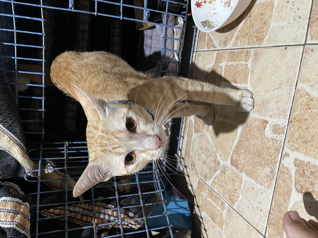 ตามหาเจ้าของแมว หางยาว ปลายหางขอด ตอนหลงมาไม่ใส่ปลอกคอ (ใส่ปลอกคอให้ทีหลัง)