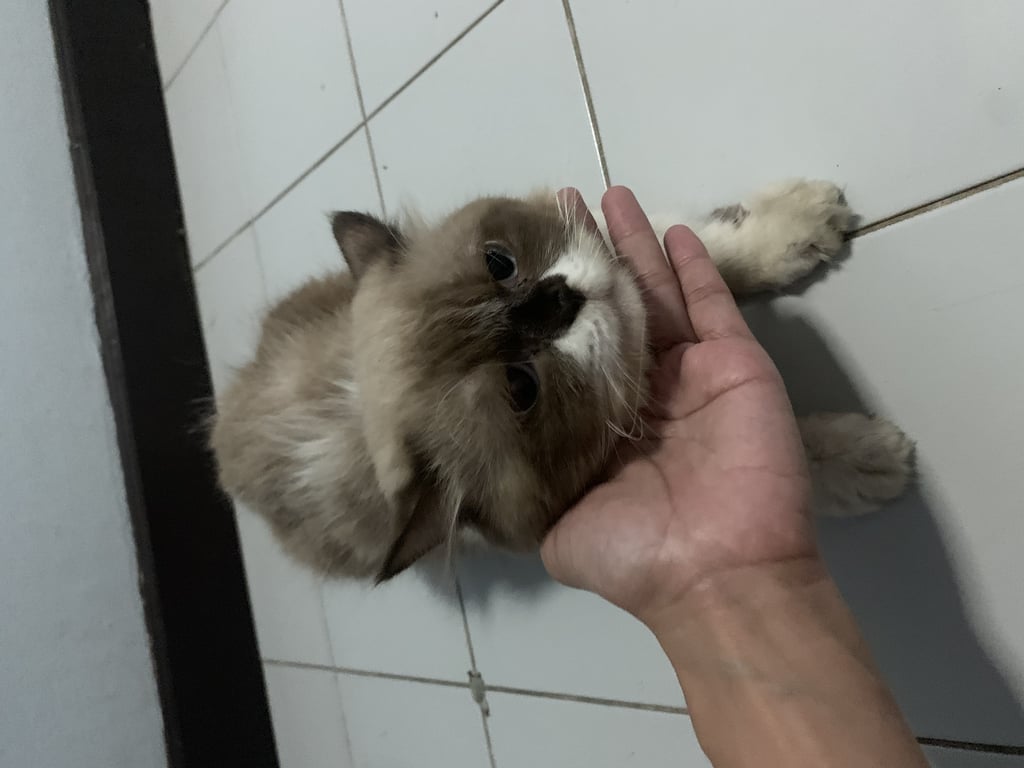 ตามหาเจ้าของแมว 