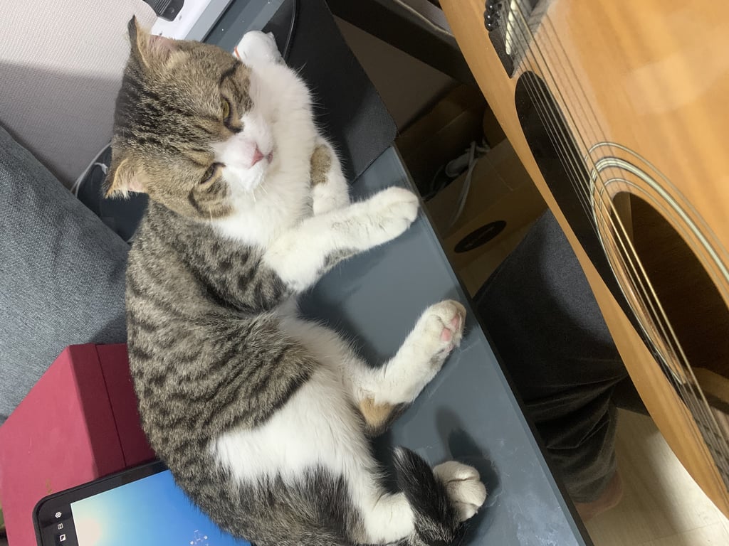 ตามหาเจ้าของแมว ขี้อ้อนลายสลิต หูสั้น พลัมคอนโด แจ้งวัฒนะ