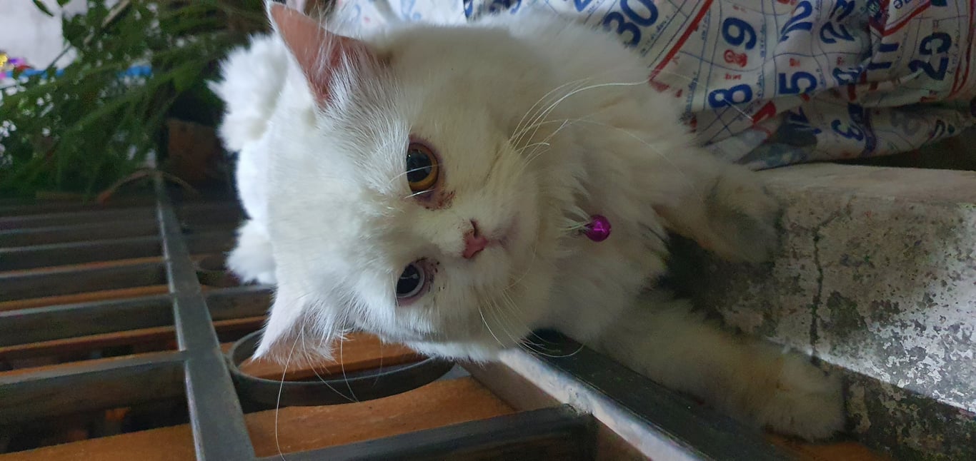 ตามหาเจ้าของแมว เหมือนเพิ่งโดนตัดขนด้วยกรรไกรมา