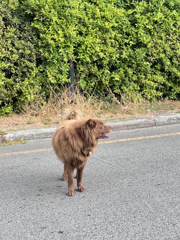 ตามหาเจ้าของหมา พอดีแฟนผมเจอน้องหมาใครหลงรึป่าวไม่แน่ใจ
แฟนบอกเห็นน้องเดินอยู่แถวถนนเลียบด่วนรามอินทรา แถวตึก 111 ประดิษฐ์มนูธรรม แถวสุกี้ตี๋น้อยเลียบด่วน ดูสภาพน้องเริ่มมอมๆแล้วครับ 🥺