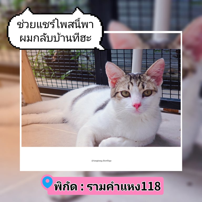 ตามหาเจ้าของแมว แมวไทย อายุประมาณ 1ปี สีขาวลายสลิด