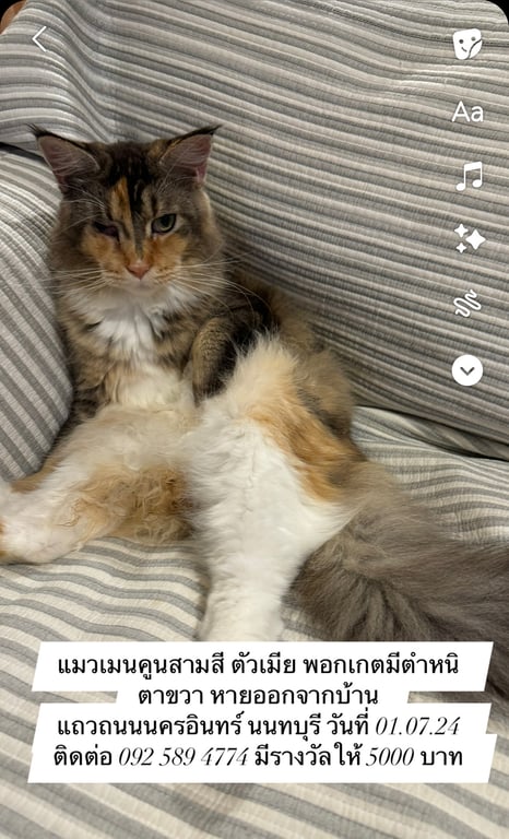 พอกเกต