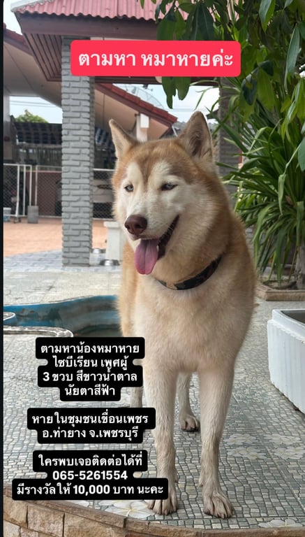 เกี๊ยว