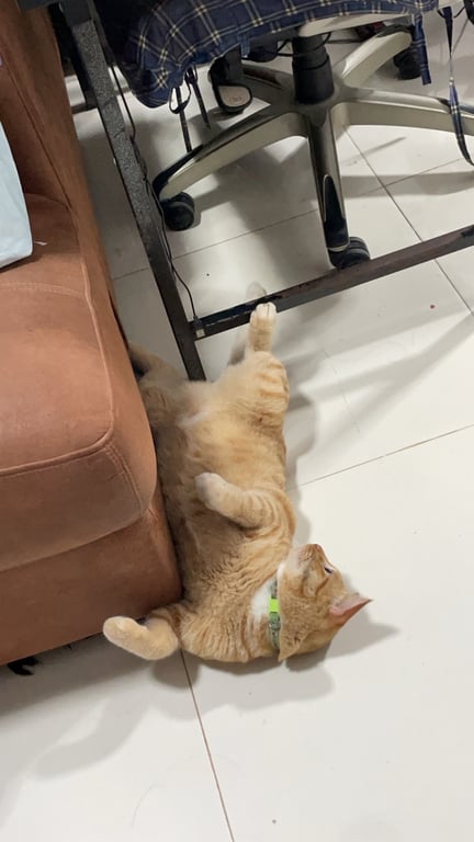 แซลม่อน