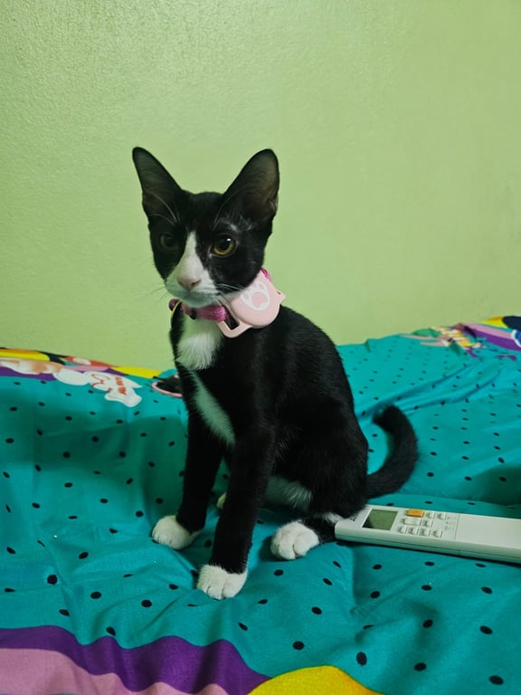 สำลี