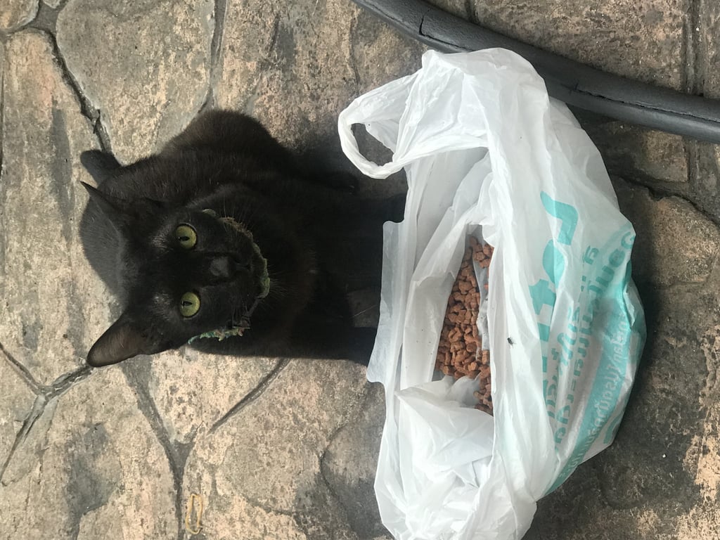 ตามหาเจ้าของแมว ปอกคอสีเขียว
น้องขี้กลัวมาก ไม่ยอมให้จับเลย