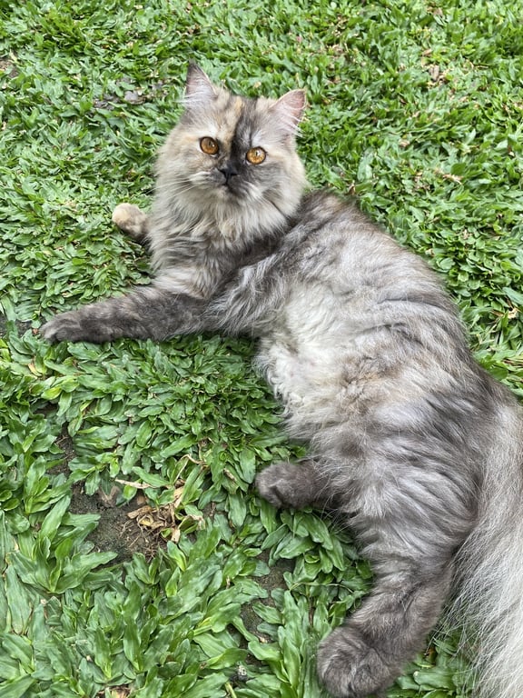 ตามหาเจ้าของแมว เพศเมีย เปอร์เซีย สีเปรอะ