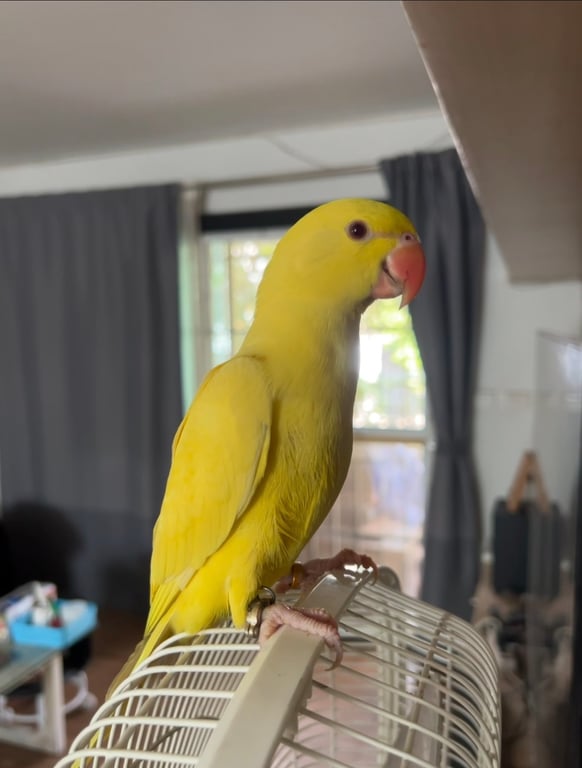 เต้าหู้