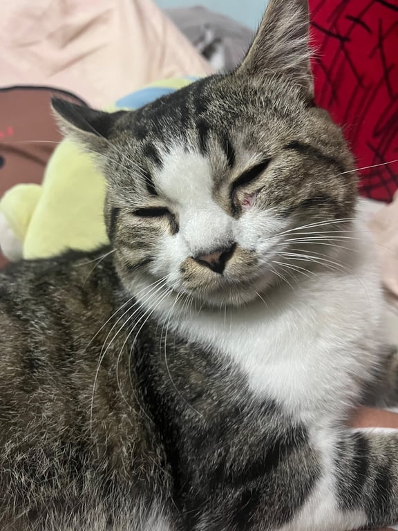 แว้ด
