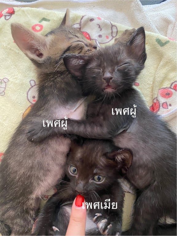 ตามหาเจ้าของแมว ประกาศ หาบ้านให้น้องแมว (ฟรี) เนื่องจากที่บ้านมีอยู่แล้ว 5 ตัวเลี้ยงไม่ไหวคะ น้องอายุ 1 เดือนกว่าๆ ทานอาหารเปียก+นมแพะ ตอนนี้กำลังฝึกเข้ากะบะทราย น้องน่ารักขี้เล่น หากใครสนใจน้องติดต่อทางแชทได้เลยค่ะ

พิกัด 📍 สวนหลวง ร.9 (มารับก็ได้ หรือจะให้ไปส่งก็ได้ค่ะ)
ID : pumpuijub21.
FB : pumpui kawai
Tel.062-114-7915