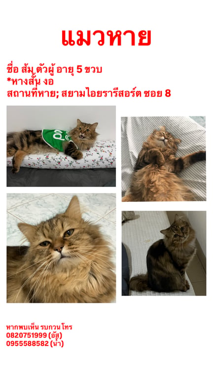 ส้ม