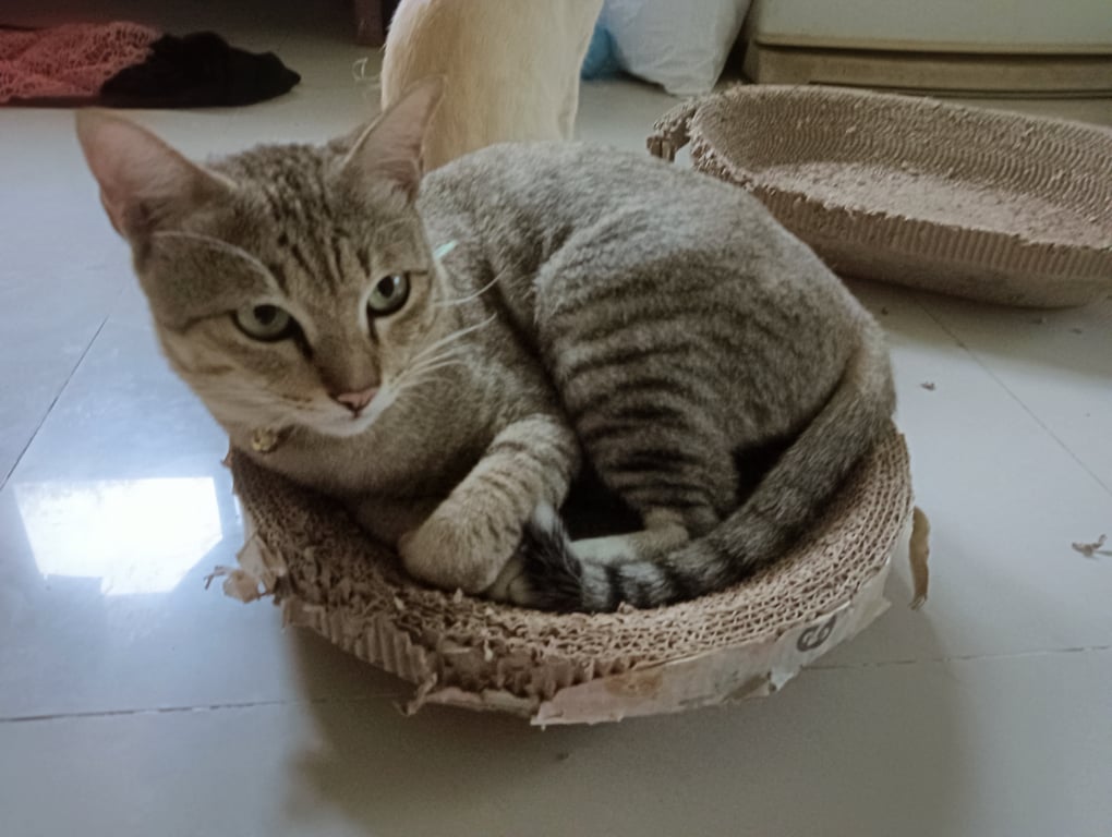 ครีมโม