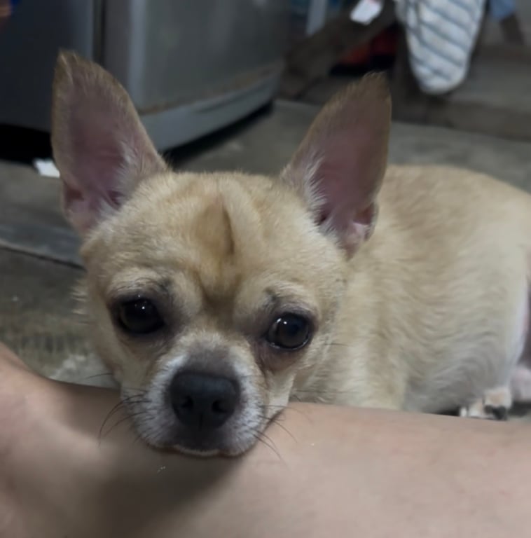 ซูโม่