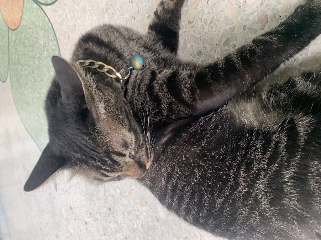 ตามหาเจ้าของแมว น้องติดรถมาจากจังหวัดไหนไม่ทราบค่ะ ติดรถมากับคนที่หอพัก