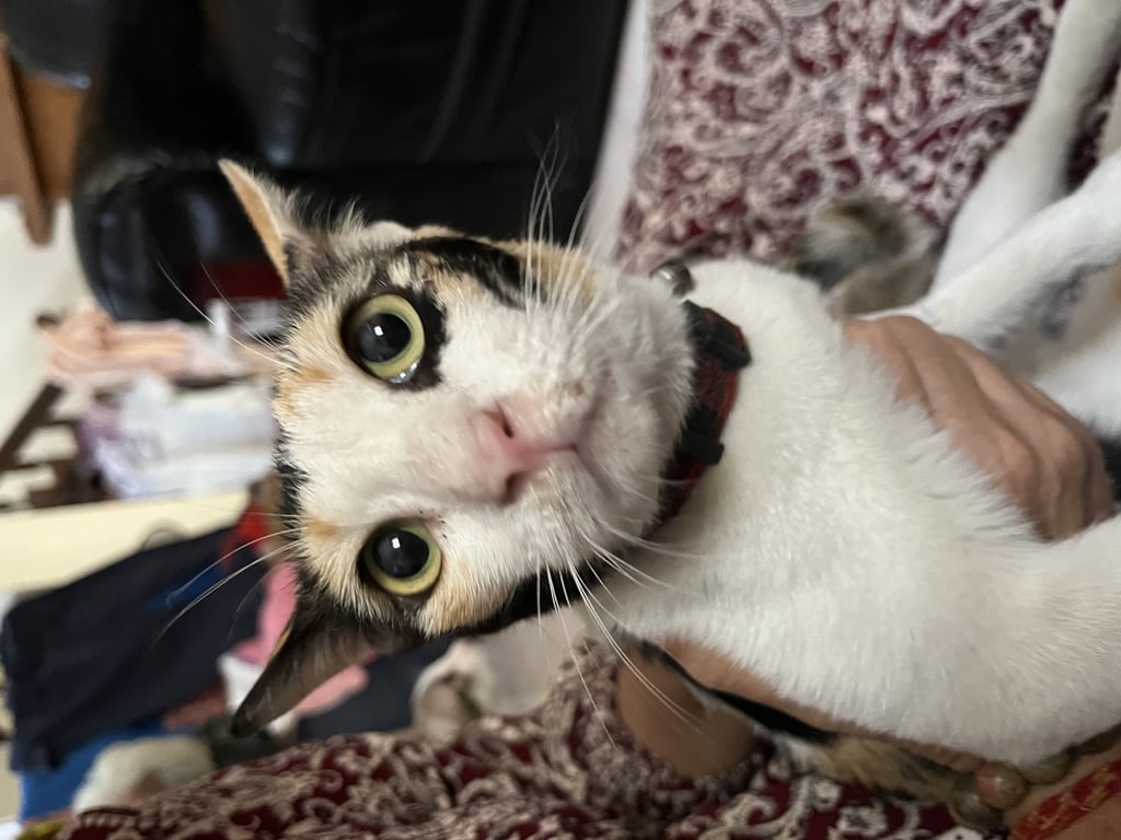 ตามหาเจ้าของแมว มีใต้ตาสีดำข้างซ้าย