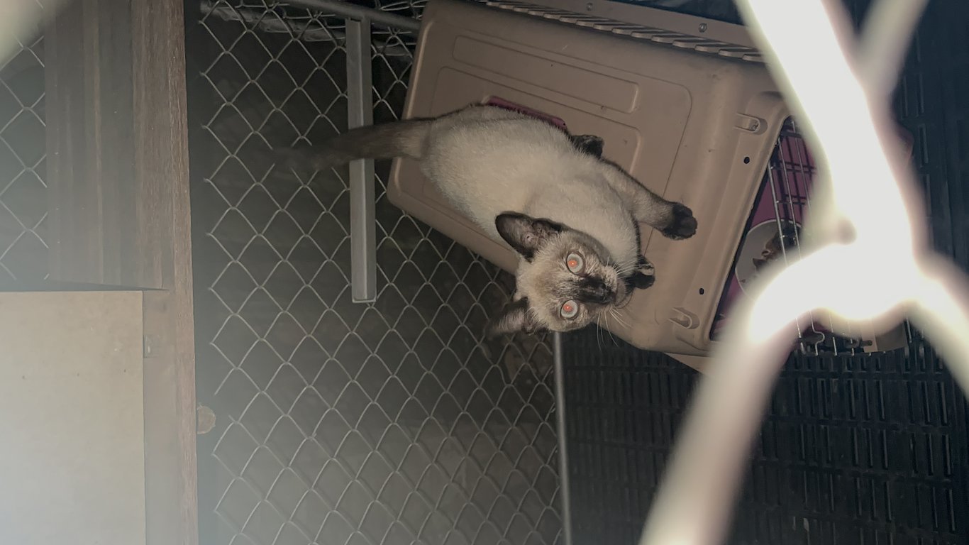 ตามหาเจ้าของแมว เจอที่ถนนทุ่งโฮเต็ล