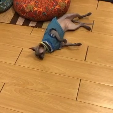 ตามหาเจ้าของแมว แมวเพศผู้ ทำหมันแล้ว ขี้อ้อนมาก ใส่ปลอกคอสีเขียวสะท้อนแสง กับเสื้อสีน้ำเงินเสื้อบอลลายเบอร์ 23 เข้ามาทางระเบียงสตูดิโอโยคะ สาทรซอย 8