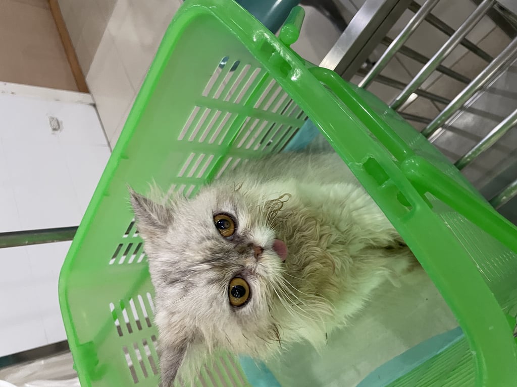 ตามหาเจ้าของแมว น้องอาจจะหลงทางแล้วอาจจะโดนรถชนอยู่แถวข้างมอเตอร์เวย์ ใกล้ทางออดรามคำแหง