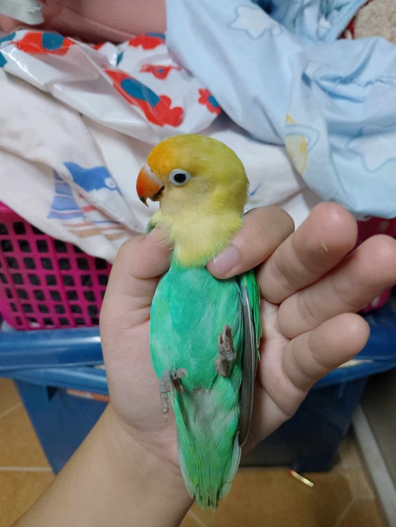 ตามหาเจ้าของนก น้องค่อนข้างเชื่อง ชอบจิก และหวงตัว แต่ชอบบินมาเกาะไหล่และหัว