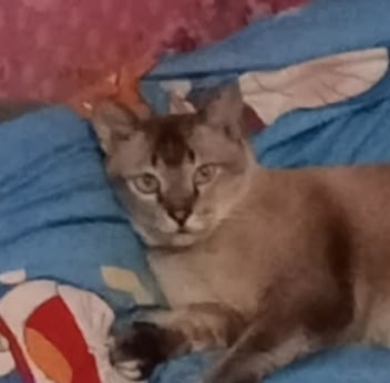 นวล