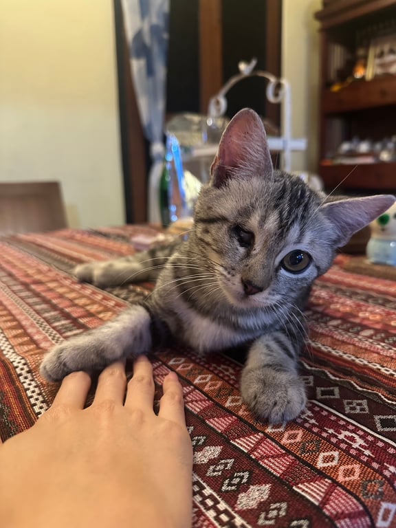 โฟกัส
