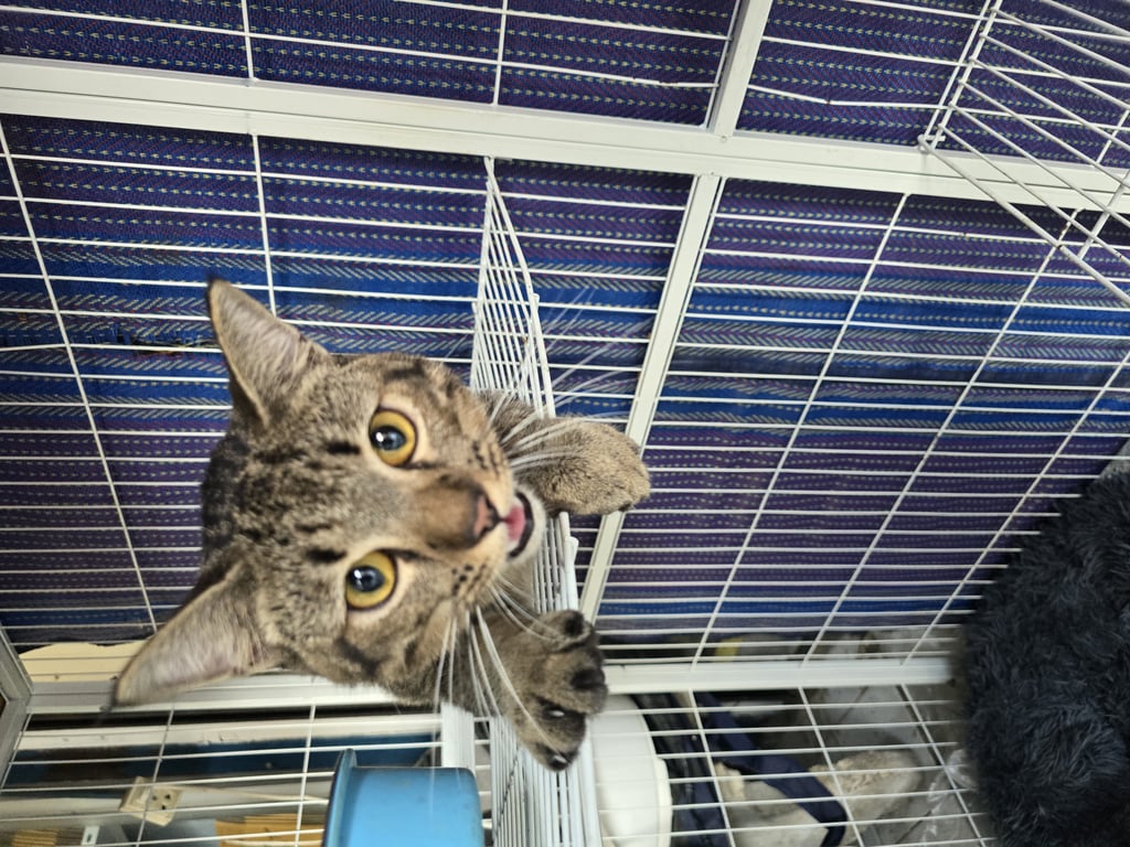 ตามหาเจ้าของแมว 