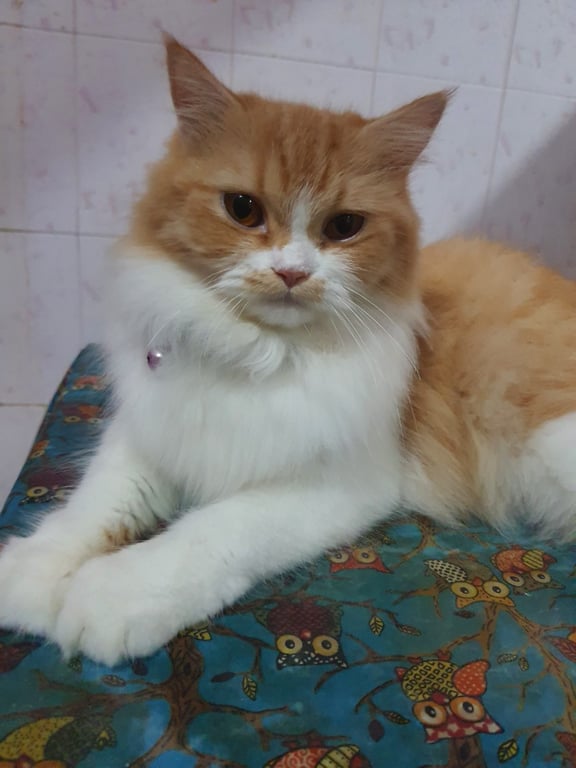 บ๊องแบ๊ว
