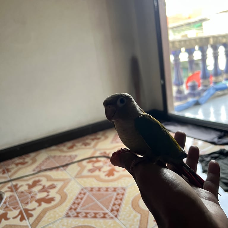 เก้