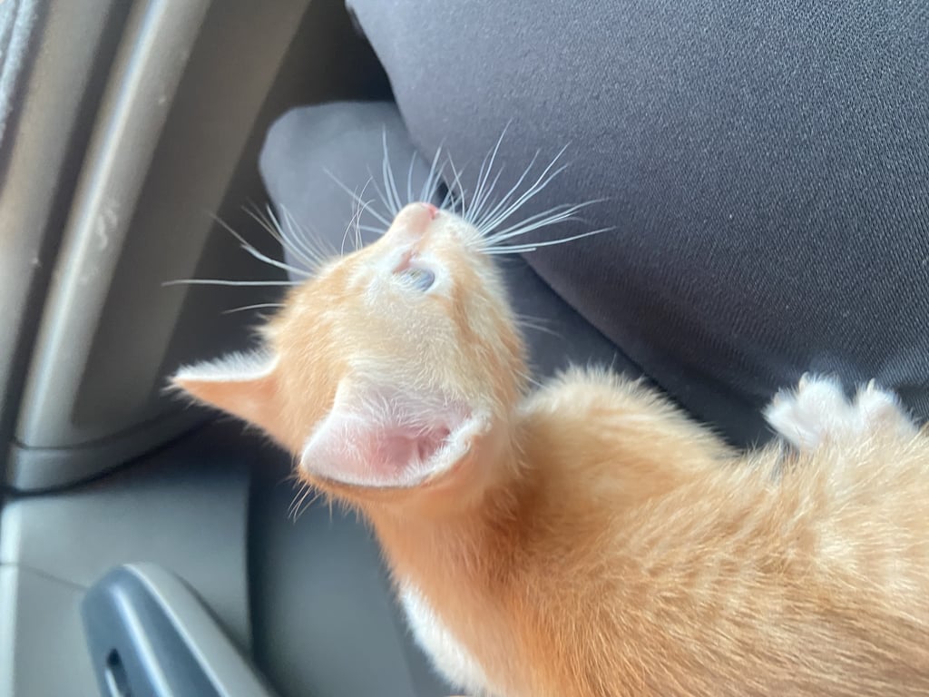 ตามหาเจ้าของแมว 