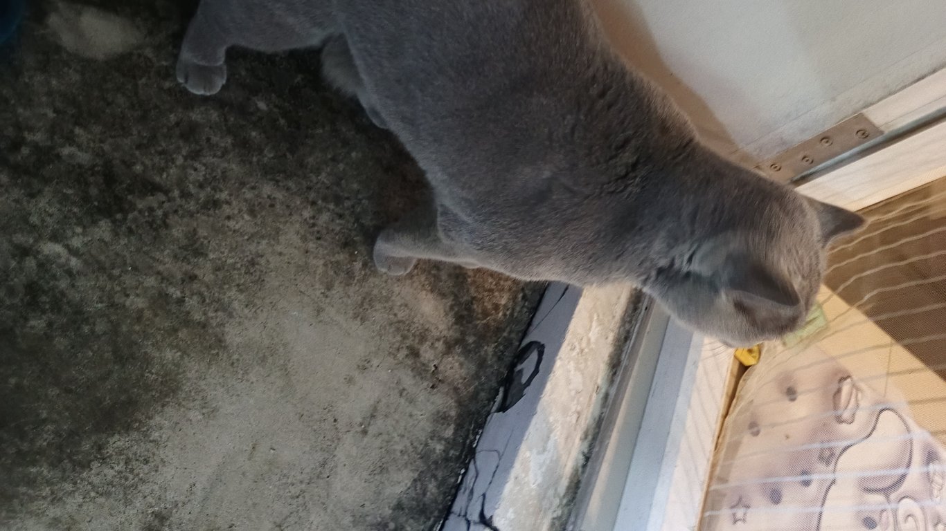 ตามหาเจ้าของแมว ตาสีเหลือง ขนสีเทา ตัวอ้วน มีอาการคัดจมูก