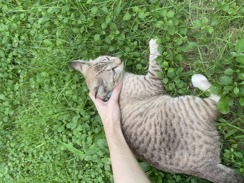 ตามหาเจ้าของแมว สลิดน้ำตาล เพศเมีย หางยาวตรง ปลอกคอสีฟ้ายี่ห้อROGZ(ตอนเจอไม่มีกระดิ่ง) น้องเชื่องกับคน ให้อุ้มได้ ขู่แต่ไม่เปิดเล็บ ไม่กัด
อายุน่าจะประมาณ 1-2 ปี ไม่เกิน 3 ปี

ไม่แน่ใจว่าเลี้ยงเปิดหรือน้องหลงจากเจ้าของ
เราจับแมวไว้ก่อนกลัวน้องเกิดอันตราย