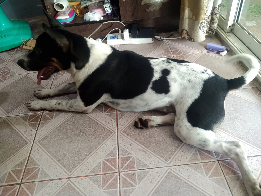 ตามหาเจ้าของหมา หมายังเด็กอยู่แต่ไม่ทราบอายุน่าจะ1ปีขึ้น