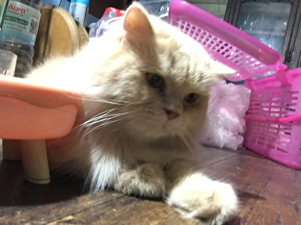 ตามหาเจ้าของแมว เชื่องมาก ชอบเล่นกับคน ชอบให้หวีขน นิ่งมาก