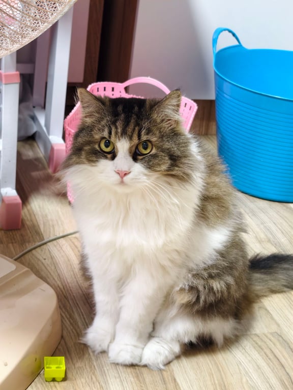 ซีบี