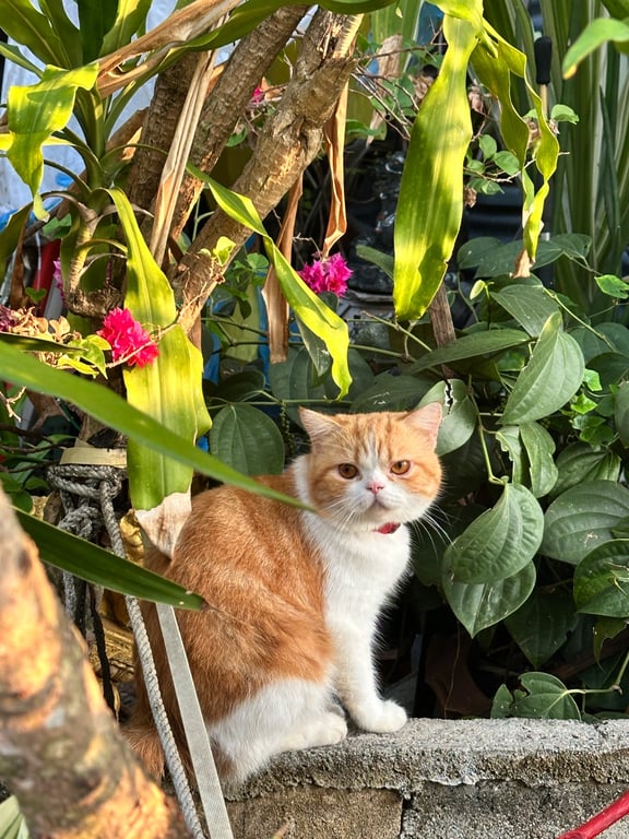 เจได