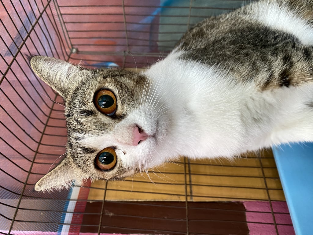 ตามหาเจ้าของแมว ตาสีส้มเข้ม