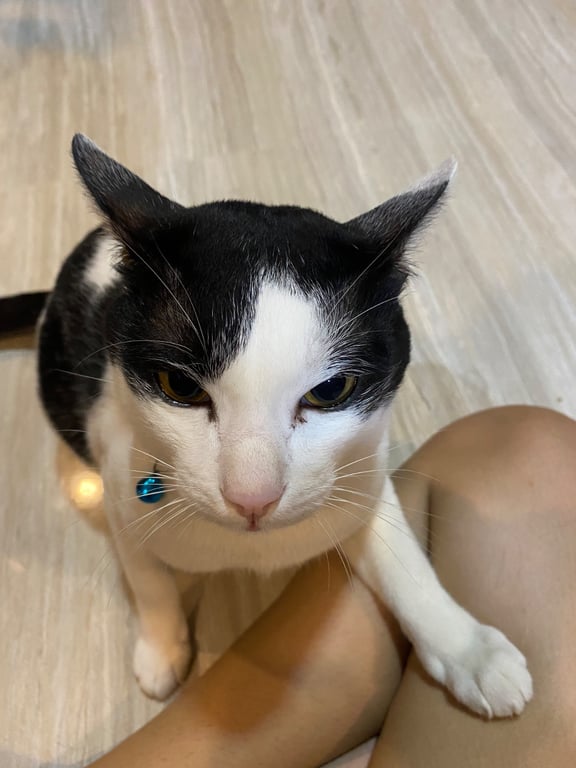 เป๋าตุง