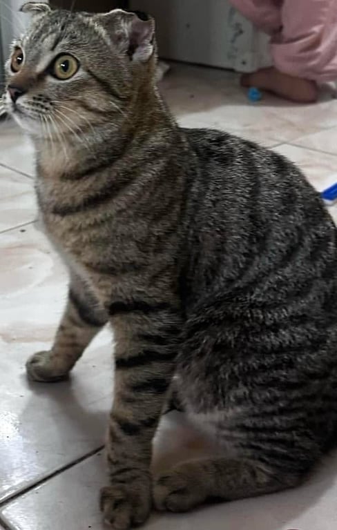 ซีลีน