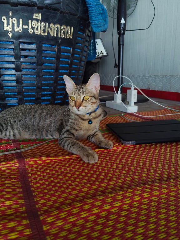 น้องณิชา