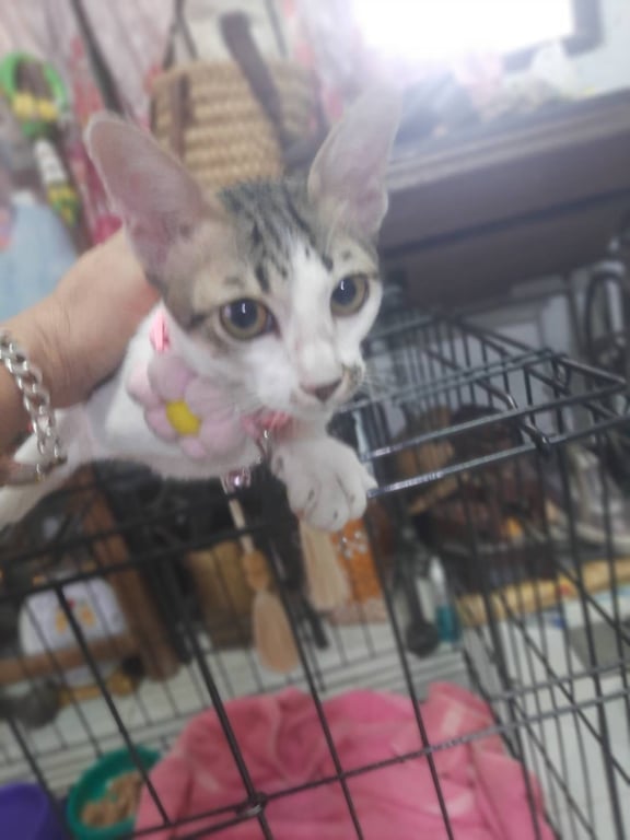 ตามหาเจ้าของแมว อายุประมาณ 5-6 เดือน
เชื่องคน
ใช้กระบะทรายเป็น