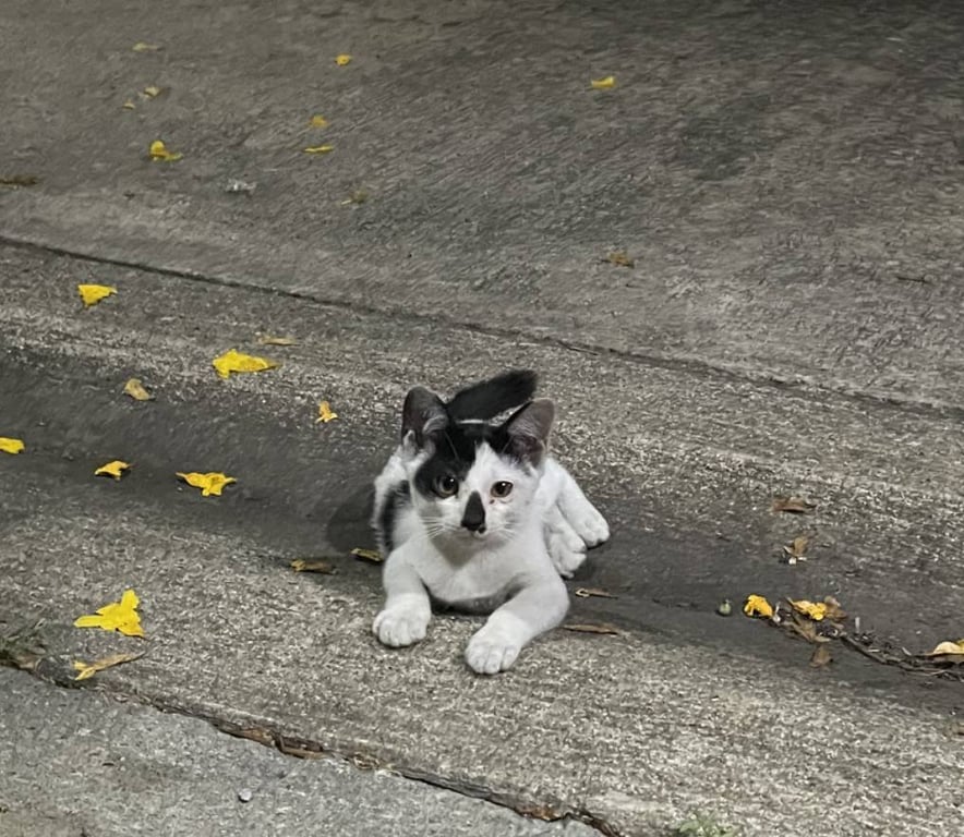 โซล่า