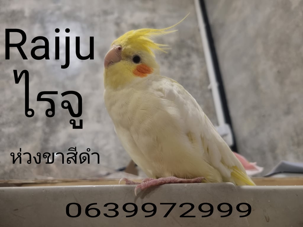 ไรจู
