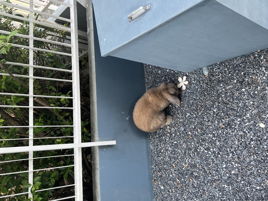 ตามหาเจ้าของกระต่าย 